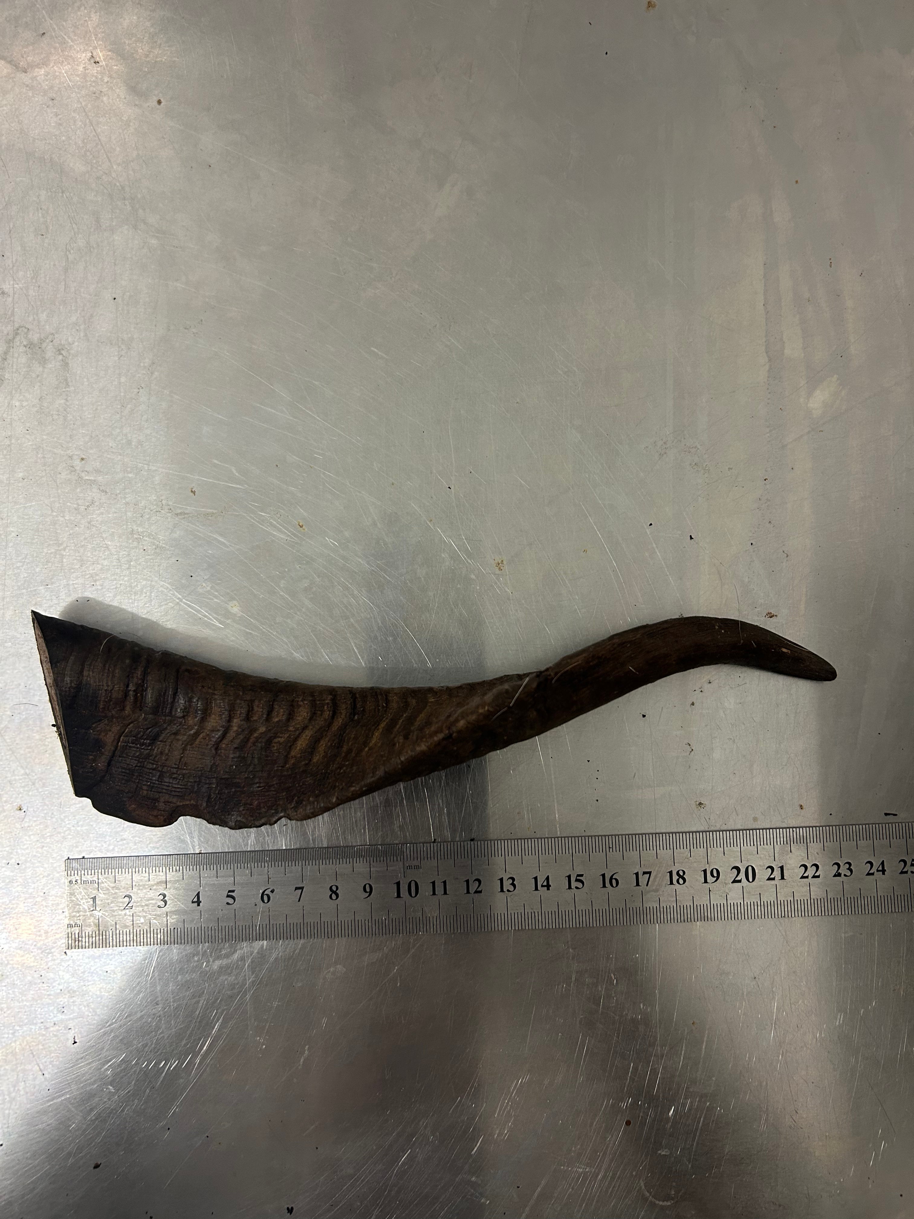Medium Dried Goat Horn